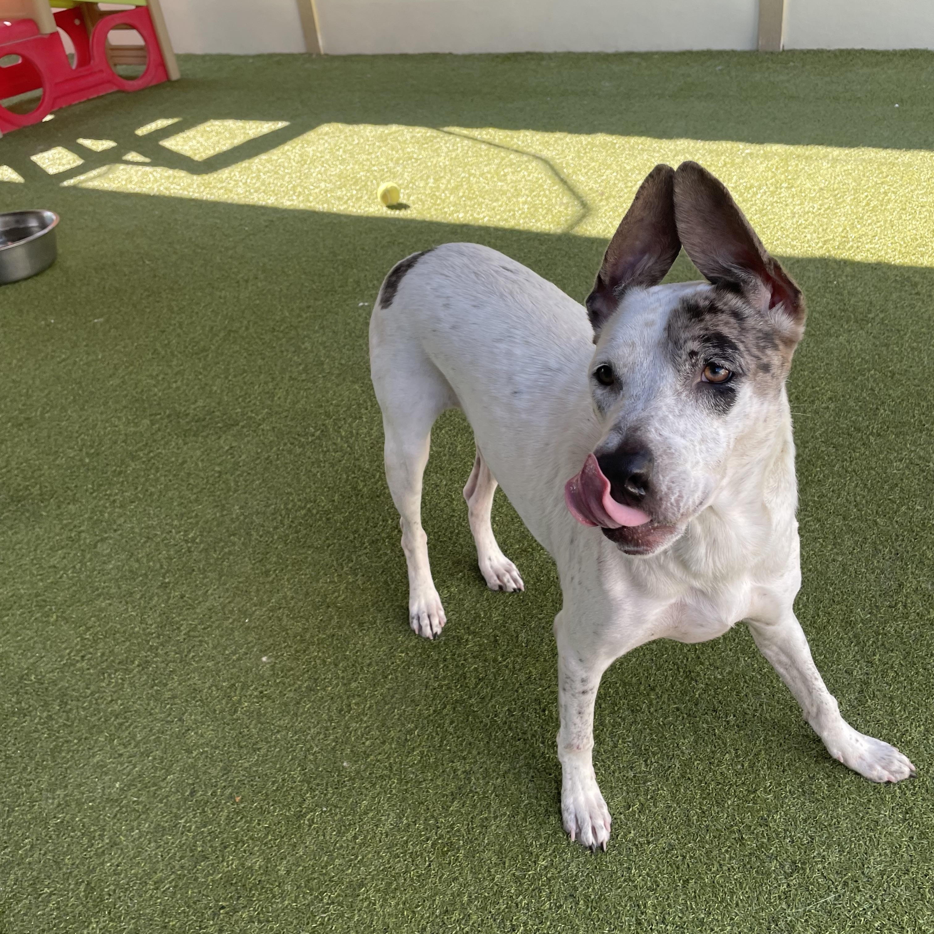 Enlarge Fancy, a Adoptable mixed breed in Houston, TX image 3/6