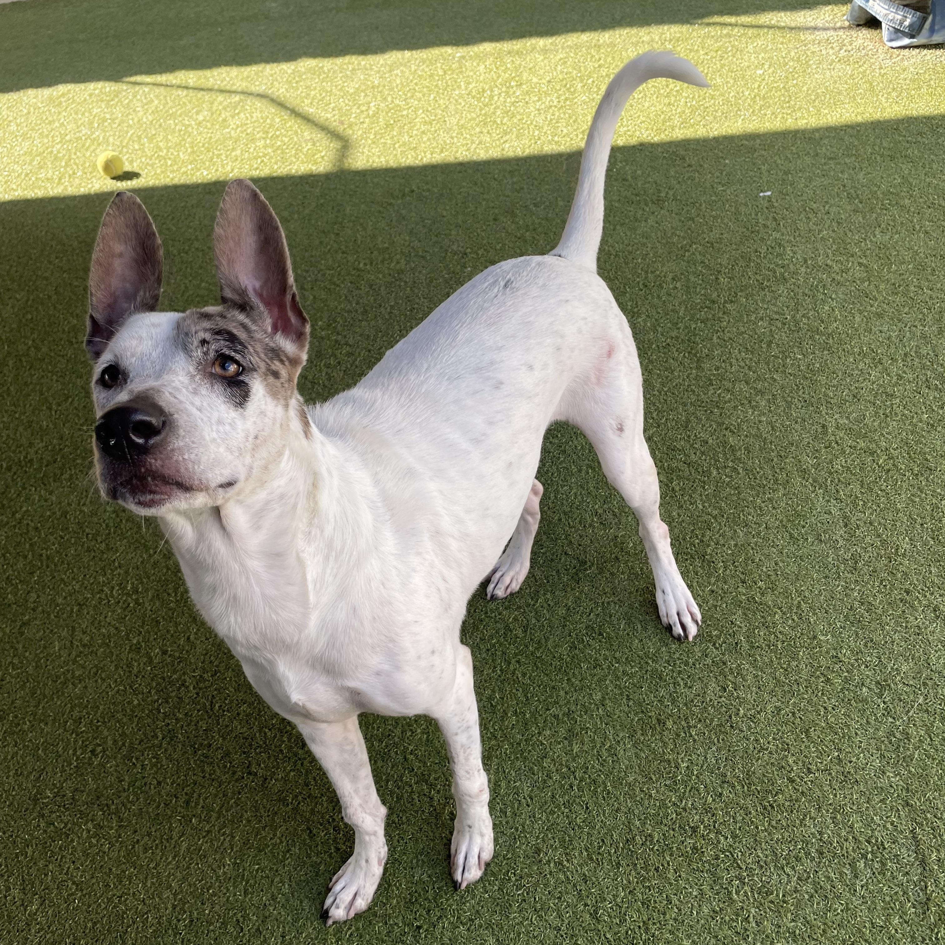 Enlarge Fancy, a Adoptable mixed breed in Houston, TX image 2/6