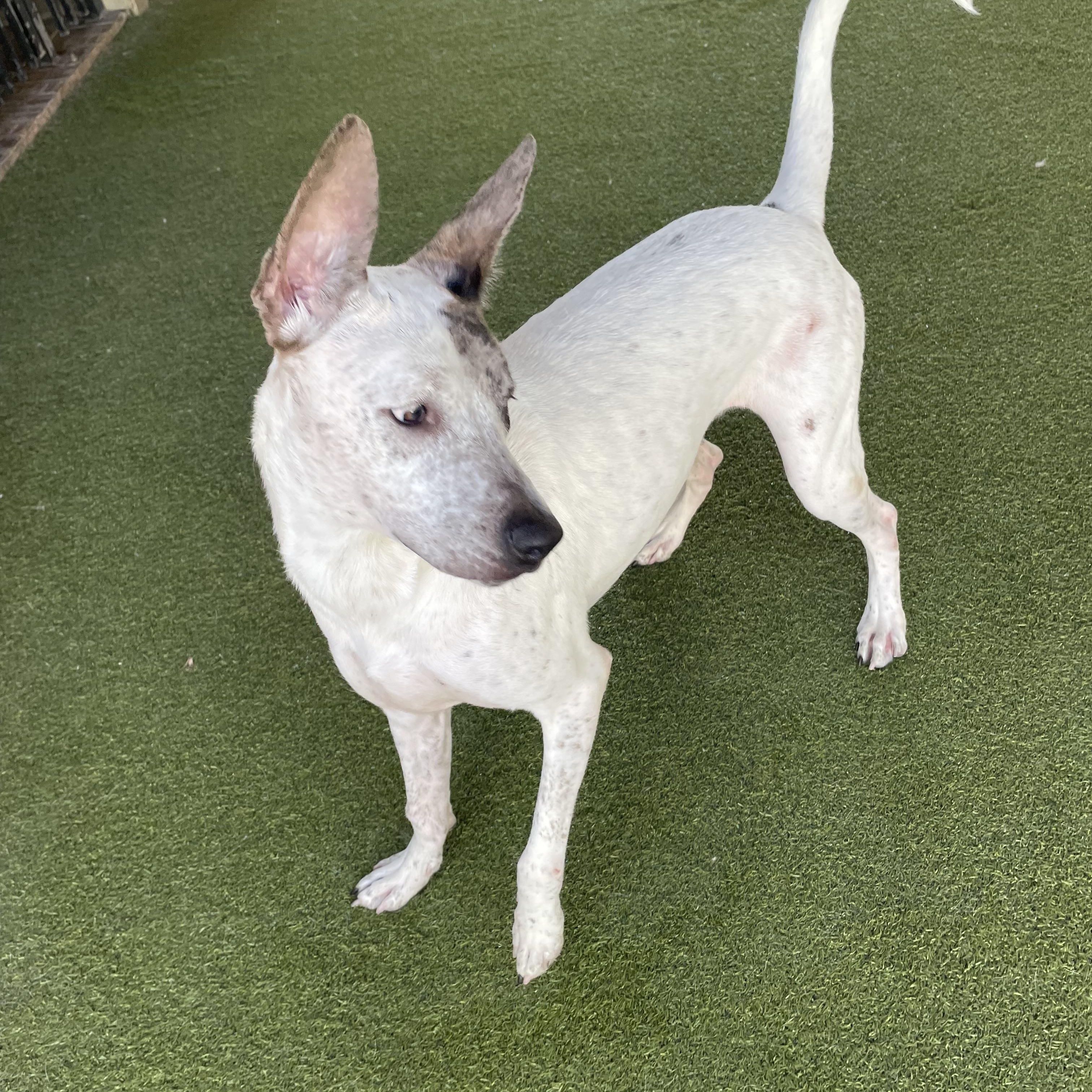 Enlarge Fancy, a Adoptable mixed breed in Houston, TX image 4/6