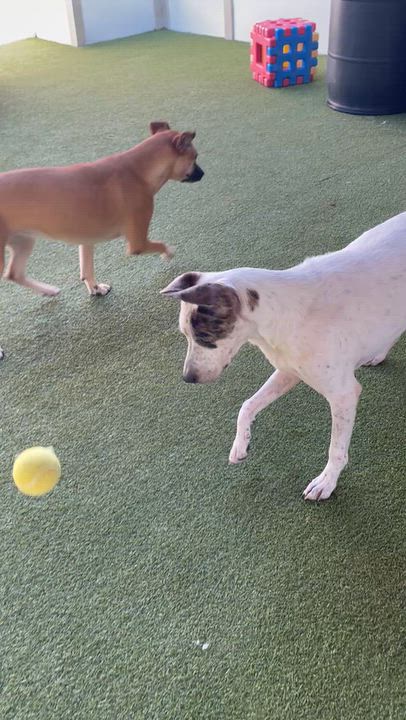 Enlarge Fancy, a Adoptable mixed breed in Houston, TX video 5/6