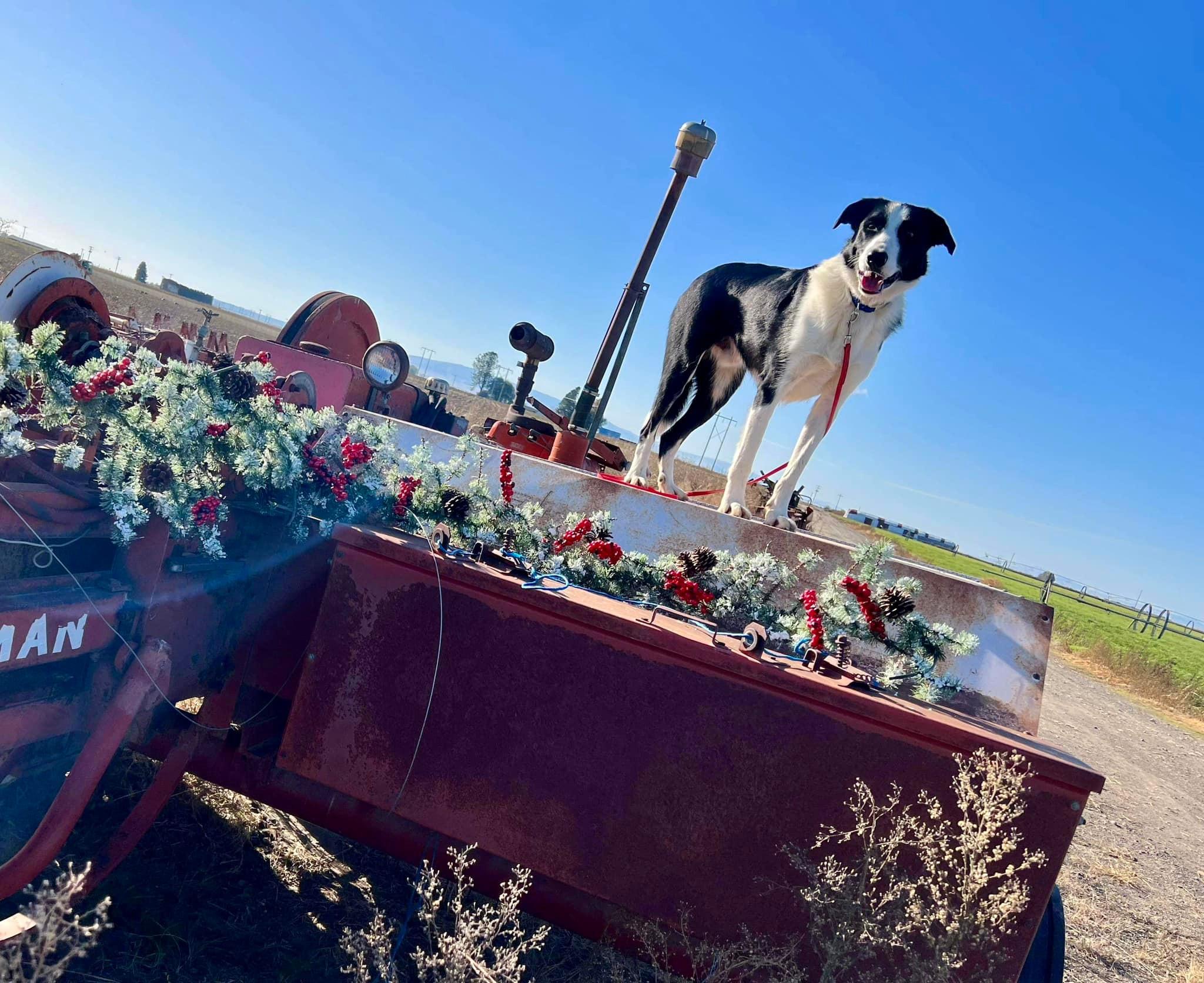 Enlarge Edwinn, a Adoptable Border Collie in West Richland, WA image 1/6