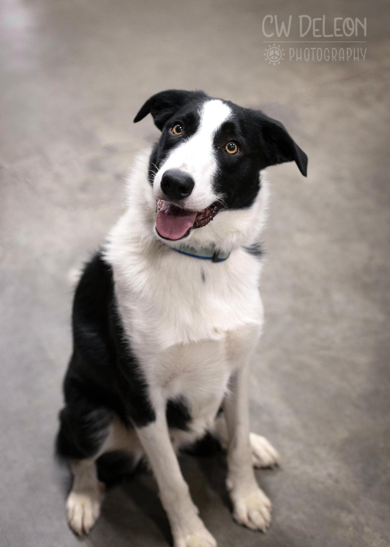 Edwinn, Adoptable, Adult Male Border Collie.