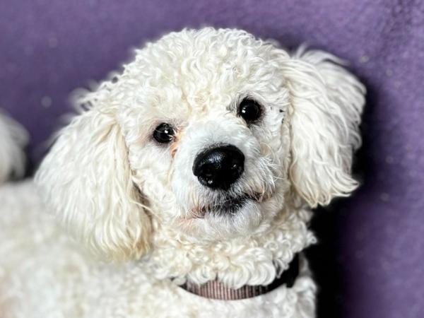 Enlarge Bentley, a Adoptable mixed breed in Portland, OR image 1/1