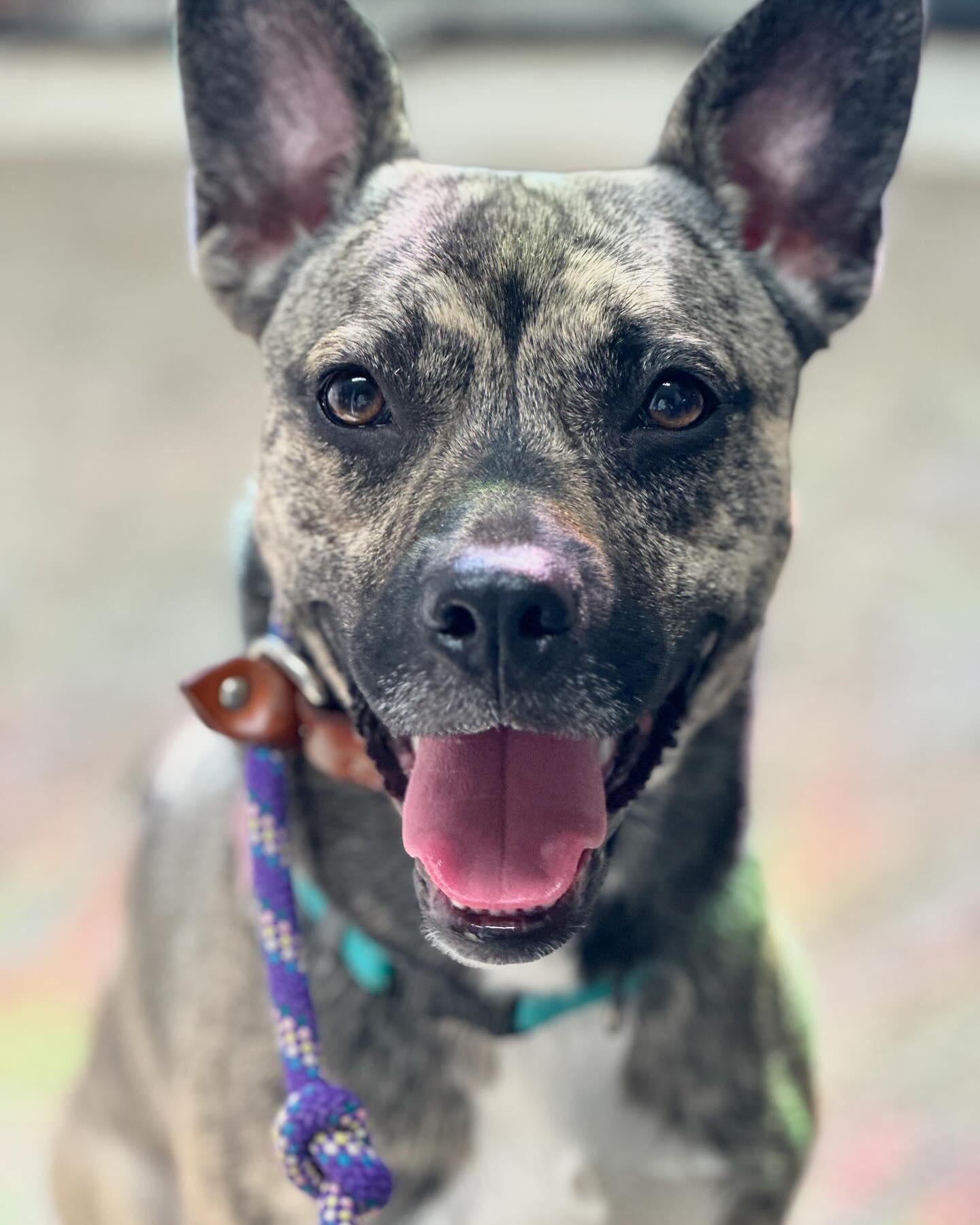 Aubrey, a Adoptable mixed breed in Battle Creek, MI image 5/6