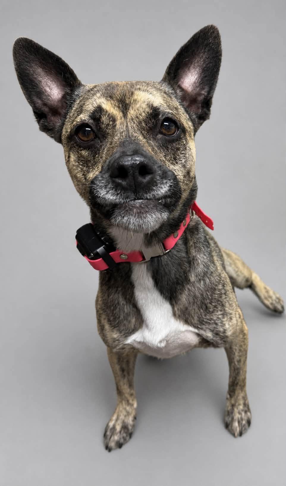 Aubrey, a Adoptable mixed breed in Battle Creek, MI image 6/6