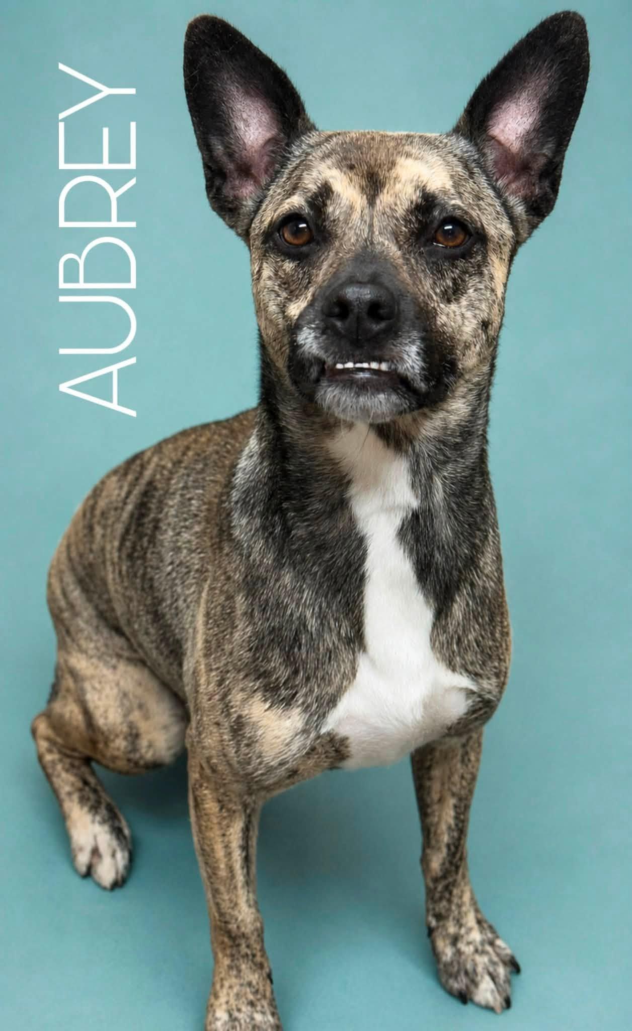 Aubrey, a Adoptable mixed breed in Battle Creek, MI image 1/6