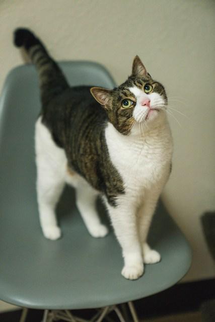 Stitch, a Adoptable Domestic Short Hair in Portland, OR image 1/6