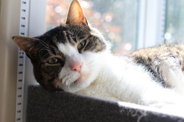 Stitch, a Adoptable Domestic Short Hair in Portland, OR image 2/6