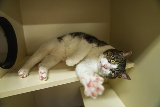 Stitch, a Adoptable Domestic Short Hair in Portland, OR image 3/6