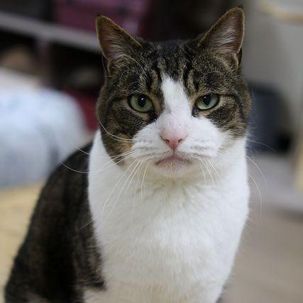 Stitch, a Adoptable Domestic Short Hair in Portland, OR image 4/6