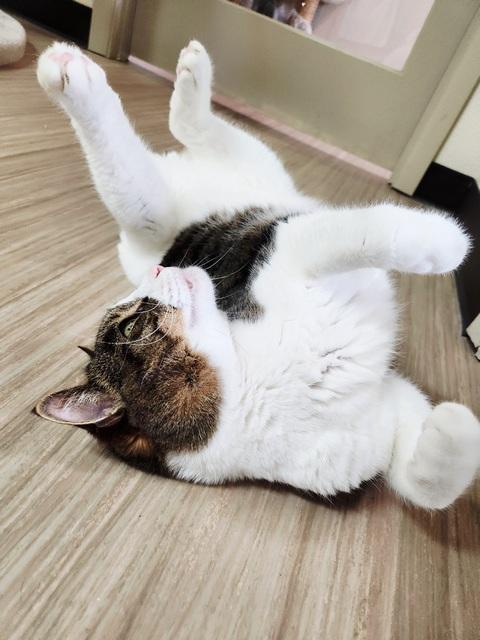Stitch, a Adoptable Domestic Short Hair in Portland, OR image 5/6