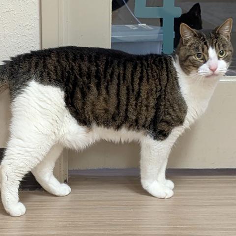 Stitch, a Adoptable Domestic Short Hair in Portland, OR image 6/6