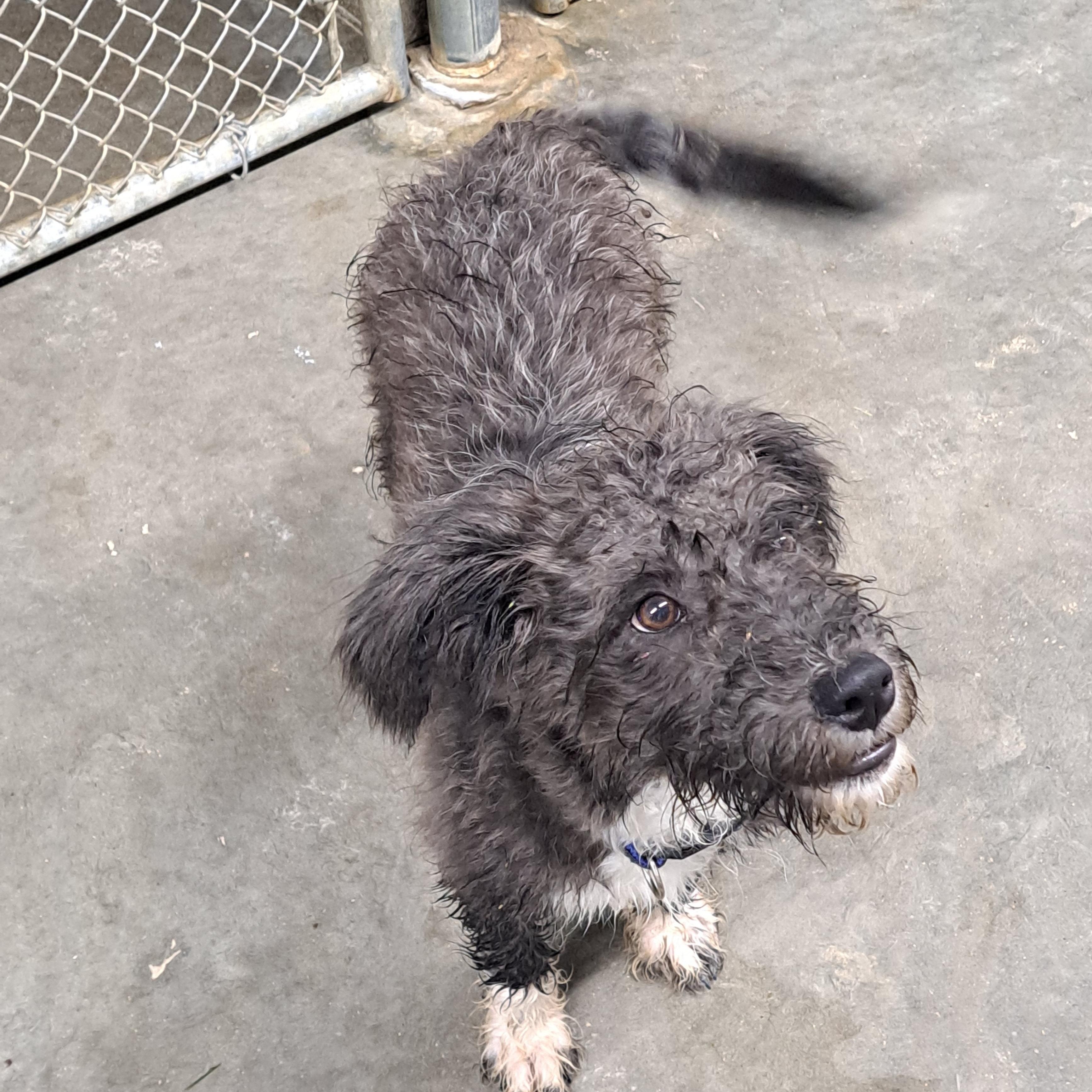 Enlarge Phineas, a Adoptable mixed breed in Lawrenceburg, KY image 4/5