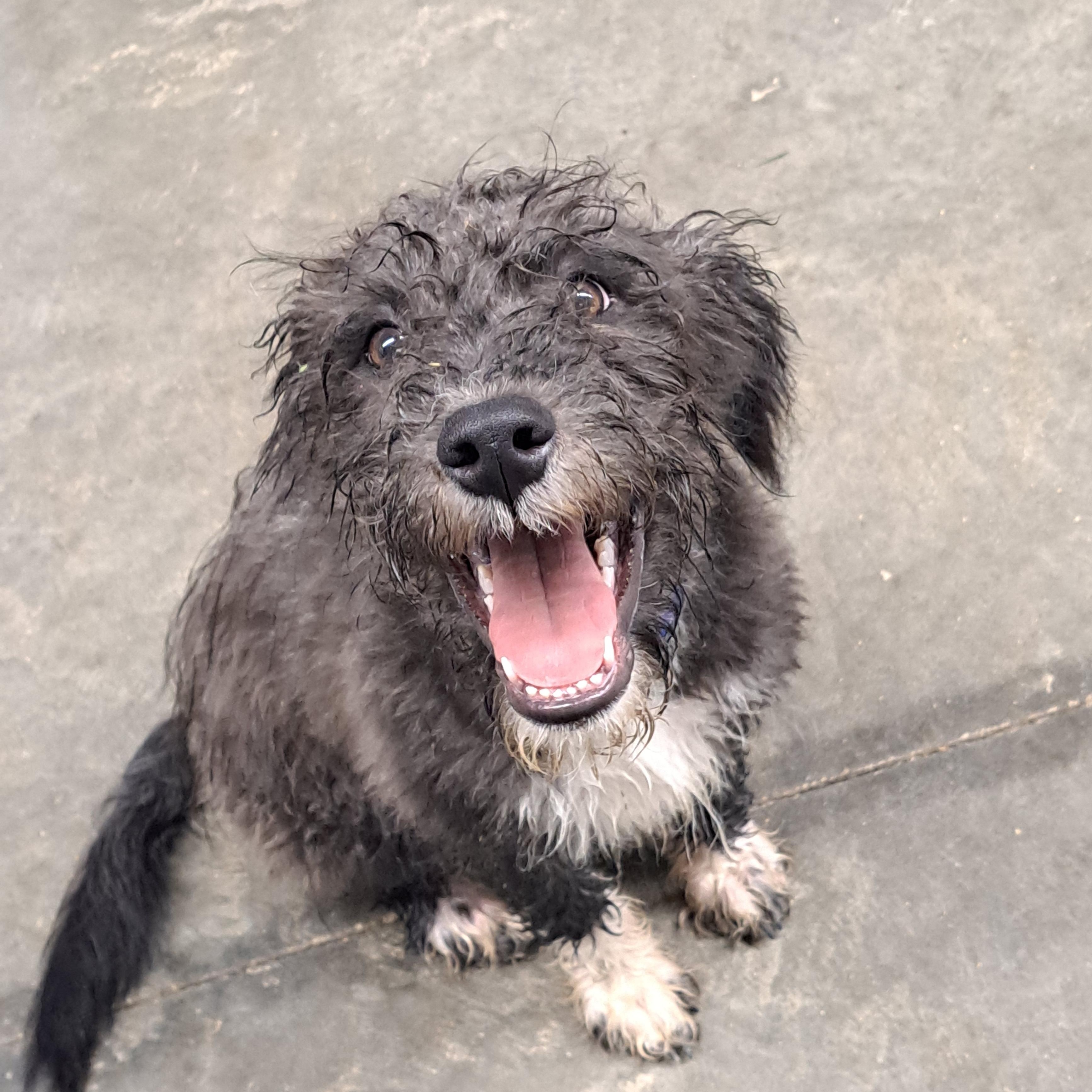 Enlarge Phineas, a Adoptable mixed breed in Lawrenceburg, KY image 1/5
