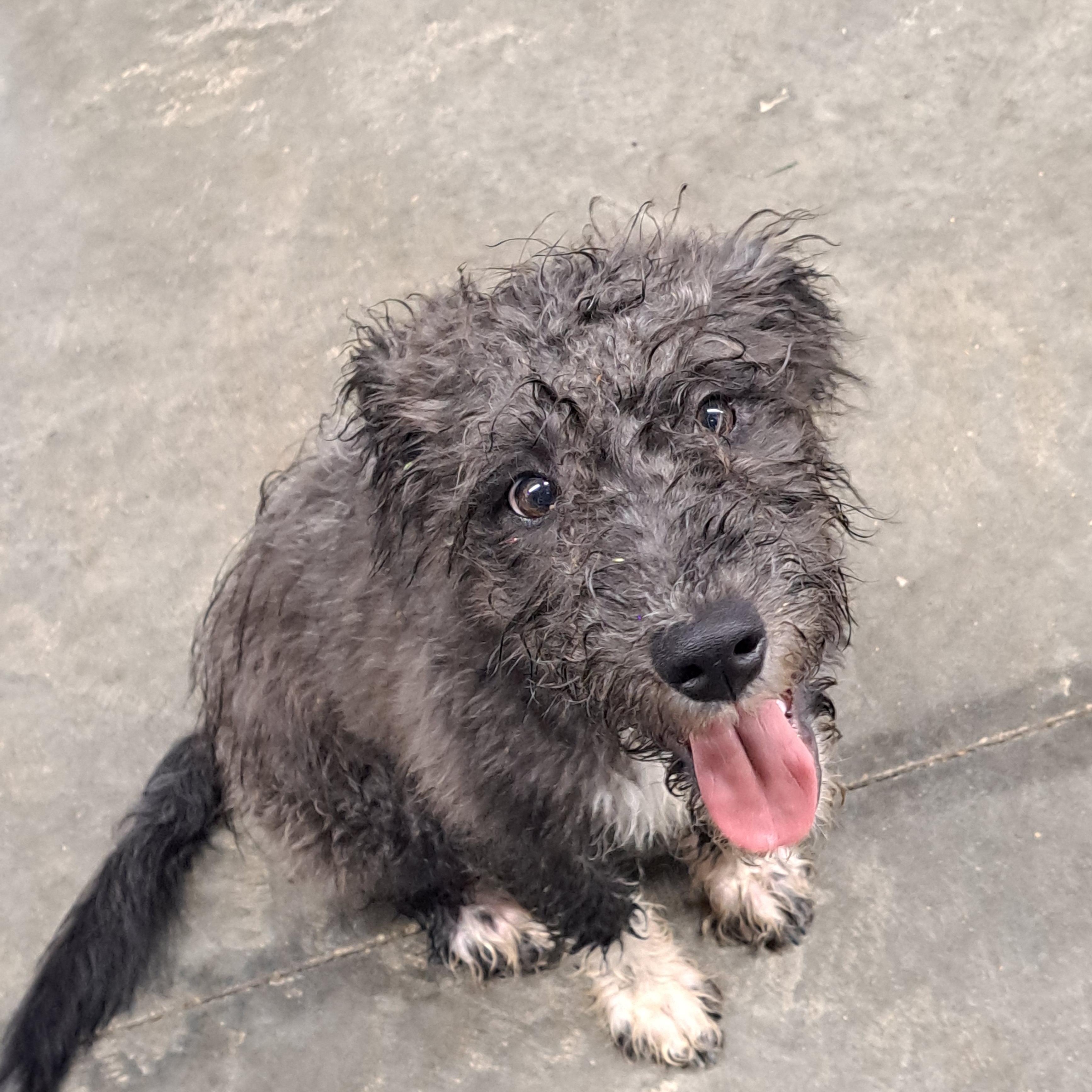 Enlarge Phineas, a Adoptable mixed breed in Lawrenceburg, KY image 5/5