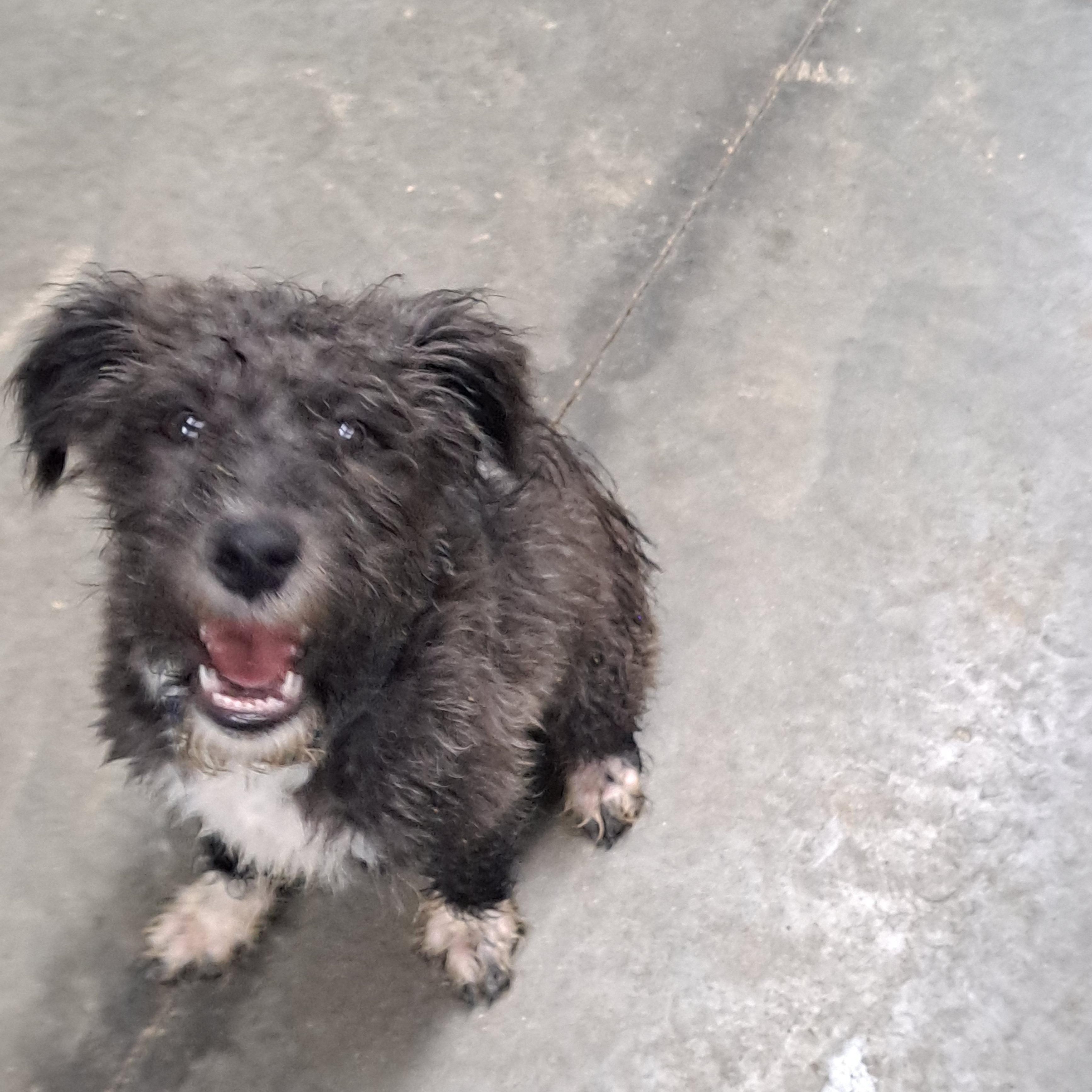 Enlarge Phineas, a Adoptable mixed breed in Lawrenceburg, KY image 3/5