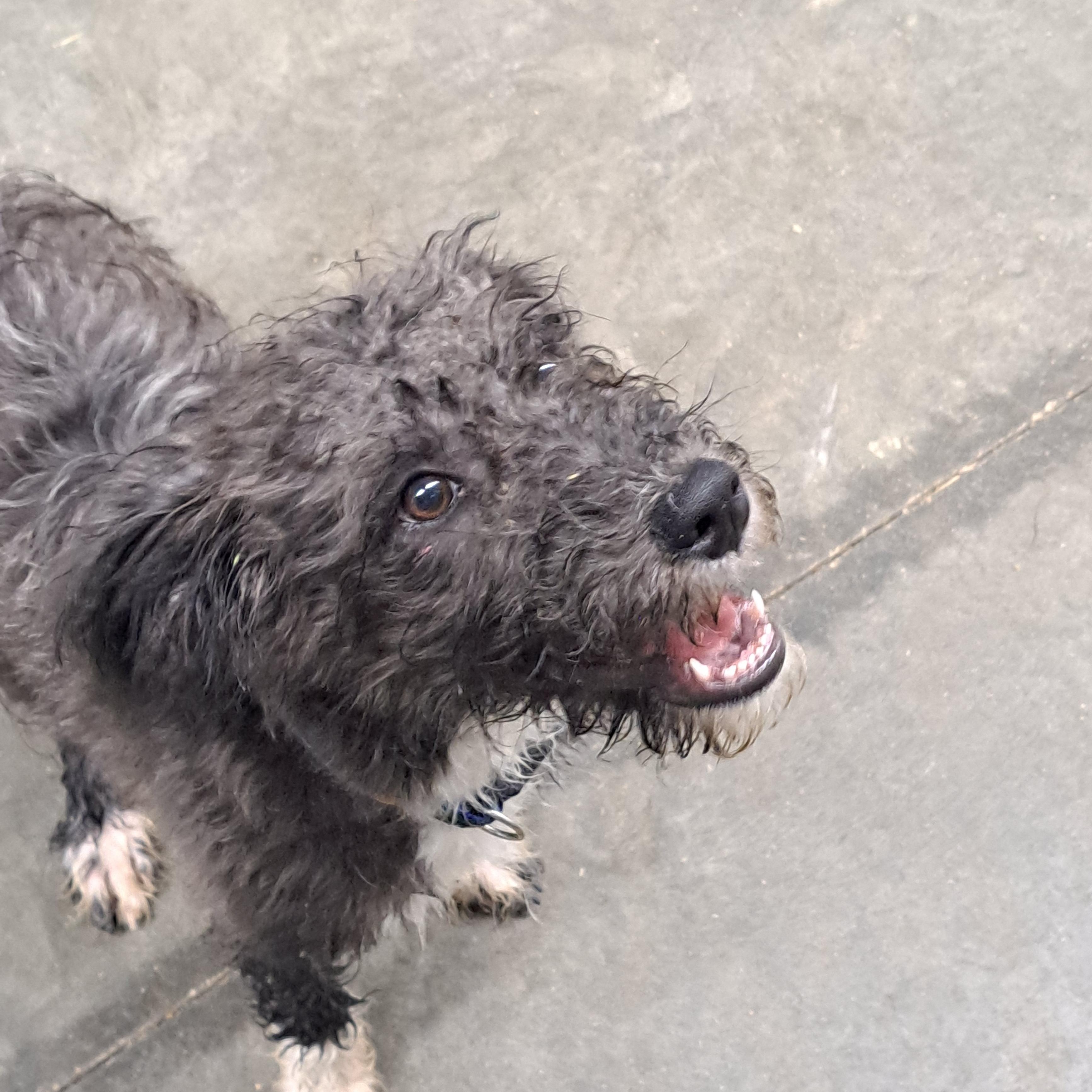 Enlarge Phineas, a Adoptable mixed breed in Lawrenceburg, KY image 2/5