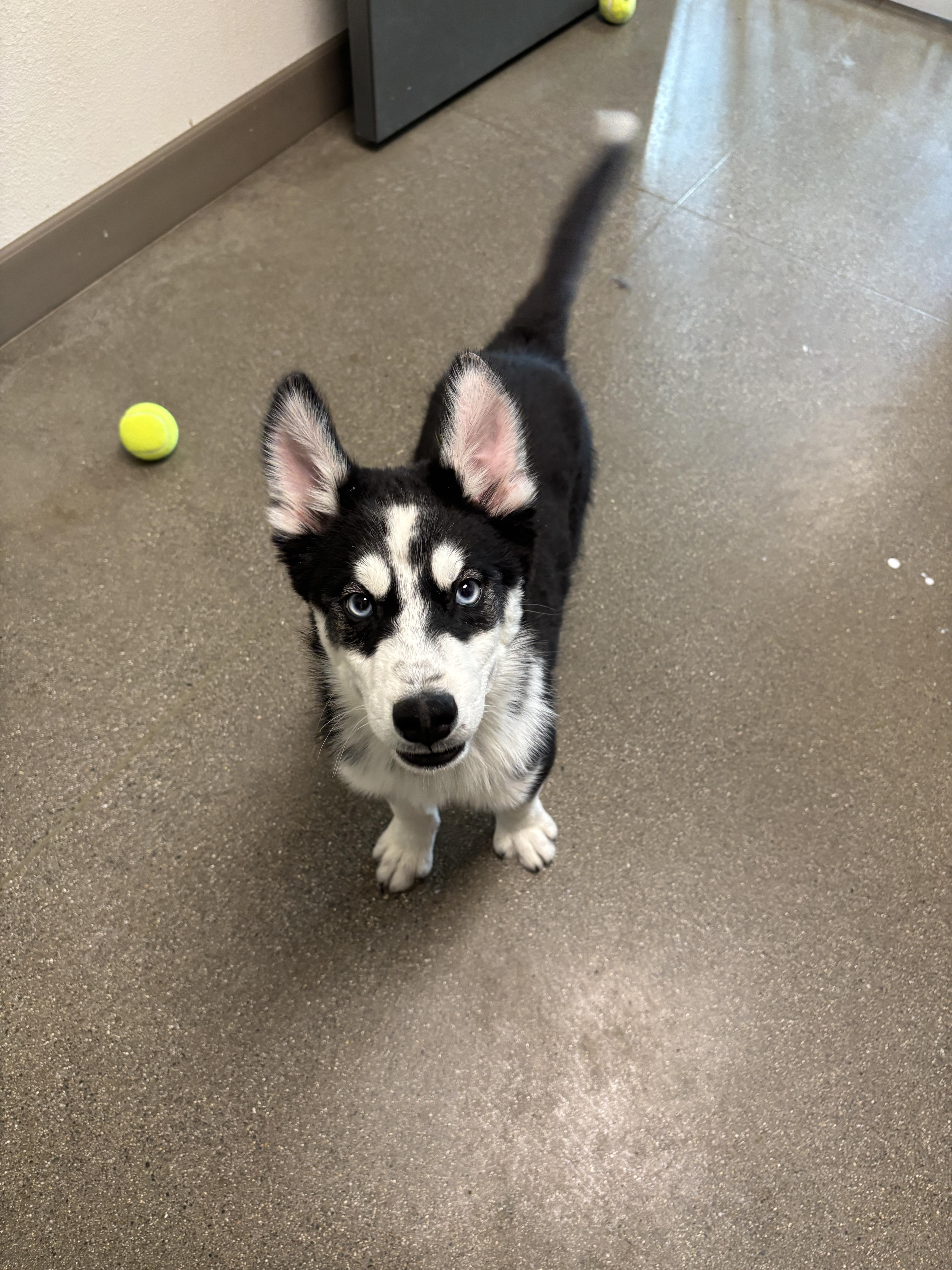 Togo, Adoptable, Puppy Male Siberian Husky.