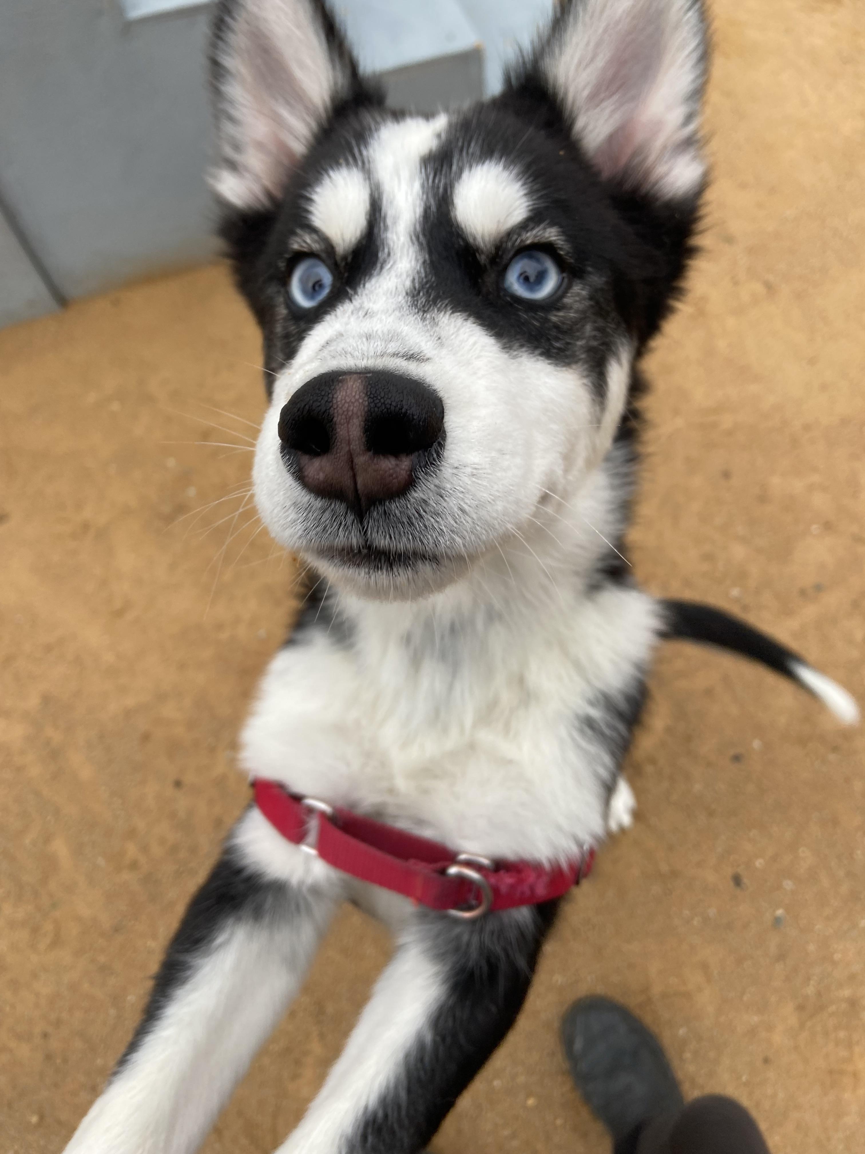 Enlarge Togo, a Adoptable mixed breed in Chico, CA image 2/2