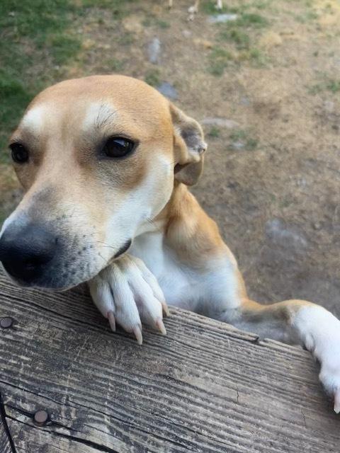 Sassy, Adoptable, Young Female Carolina Dog & Terrier.