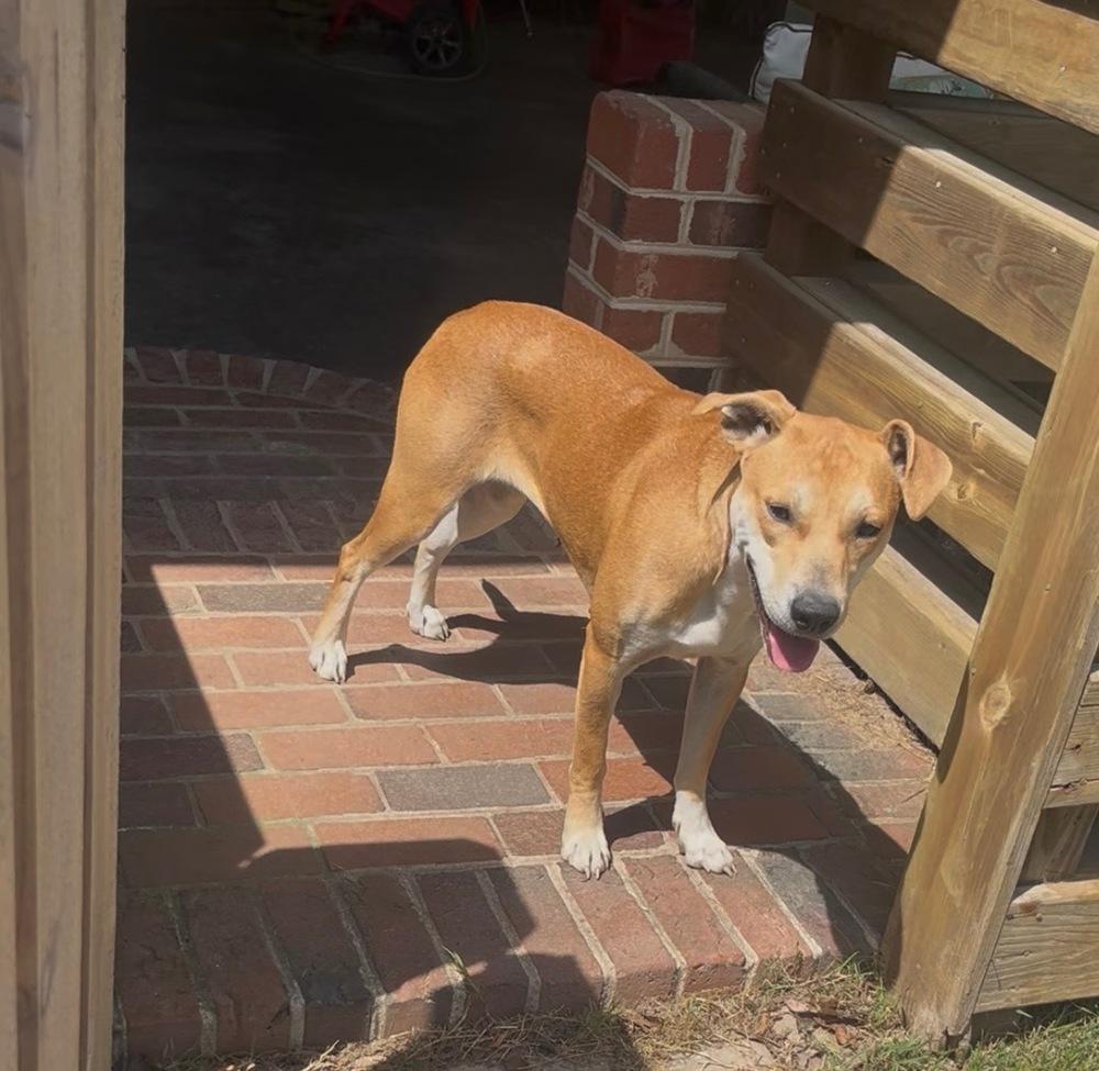 Enlarge Sassy, a Adoptable mixed breed in Willingboro, NJ image 3/6