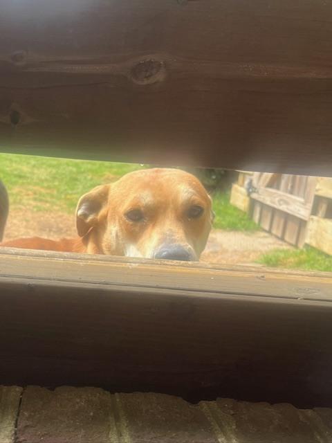 Enlarge Sassy, a Adoptable mixed breed in Willingboro, NJ image 4/6