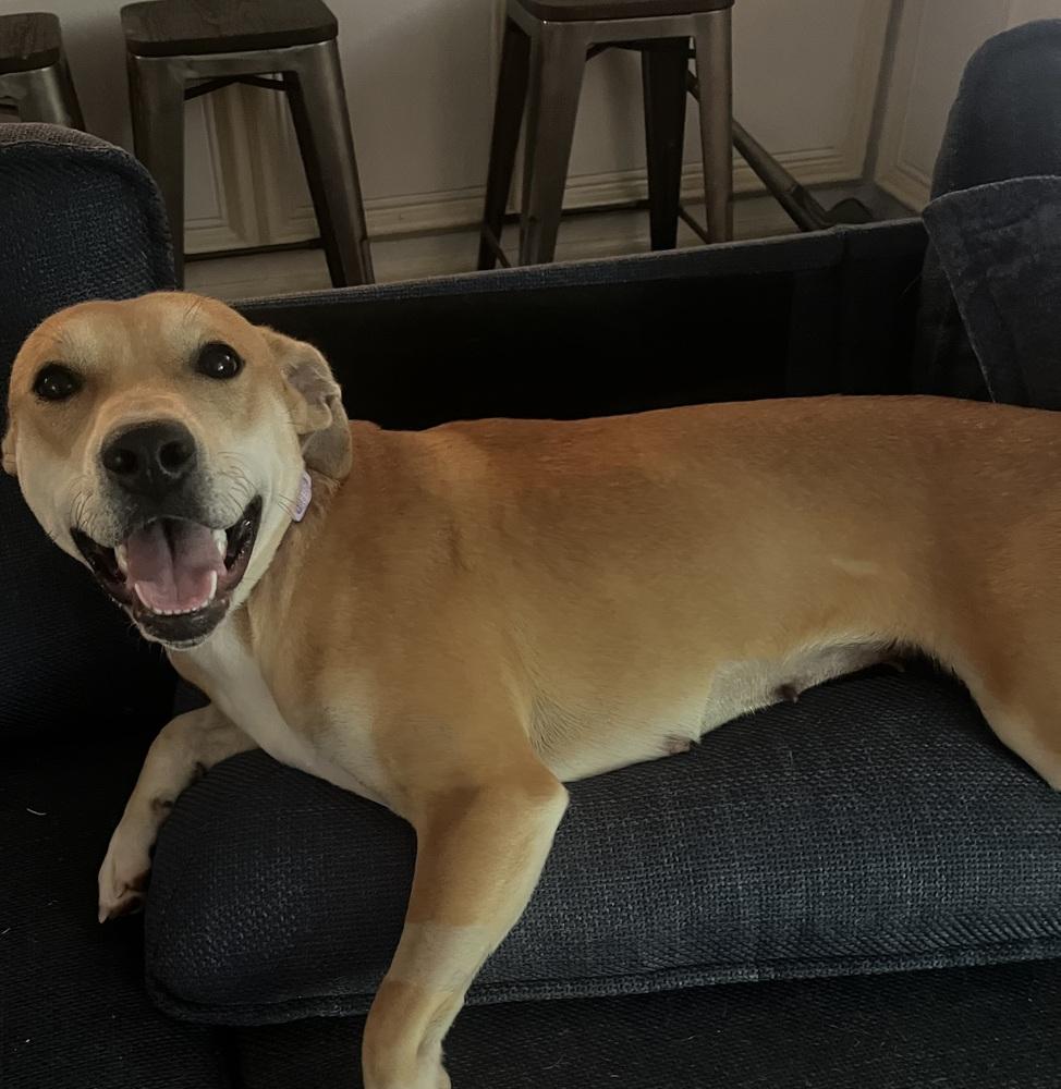 Enlarge Sassy, a Adoptable mixed breed in Willingboro, NJ image 4/6
