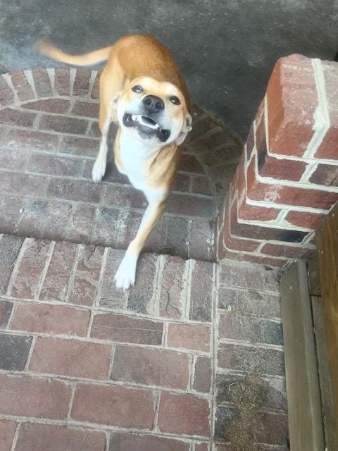 Enlarge Sassy, a Adoptable mixed breed in Willingboro, NJ image 5/6