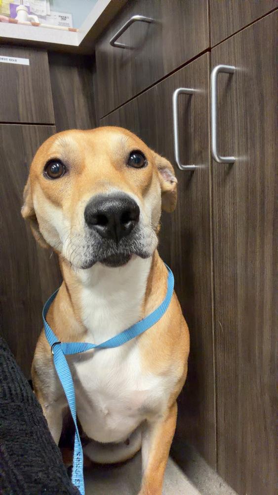 Enlarge Sassy, a Adoptable mixed breed in Willingboro, NJ image 5/6