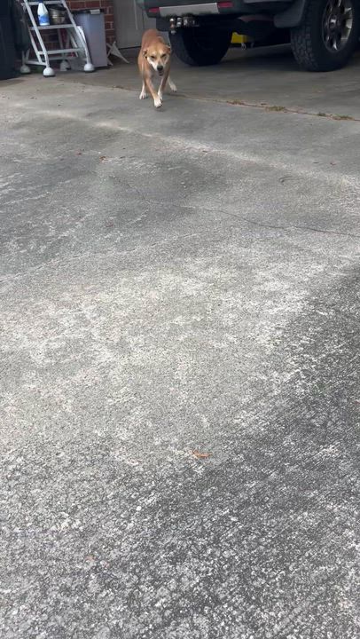 Enlarge Sassy, a Adoptable mixed breed in Willingboro, NJ video 6/6