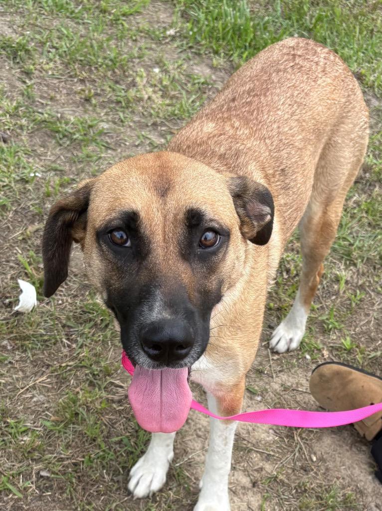 Enlarge Annabell, a Adoptable mixed breed in Beebe, AR image 1/1