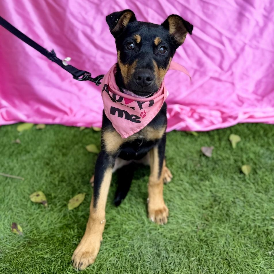 Enlarge STAR, a ADOPTABLE mixed breed in Rowland Heights, CA image 6/6
