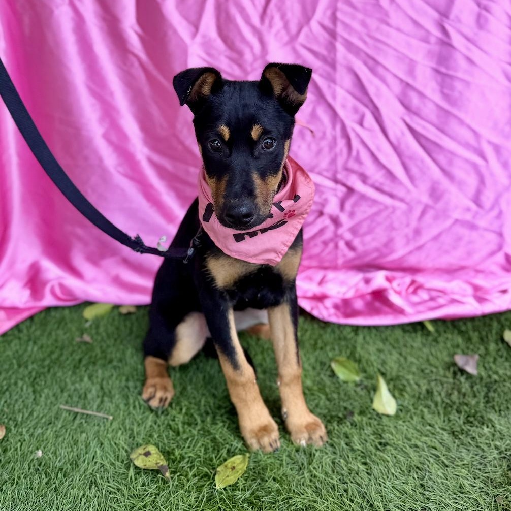Enlarge STAR, a ADOPTABLE mixed breed in Rowland Heights, CA image 4/6