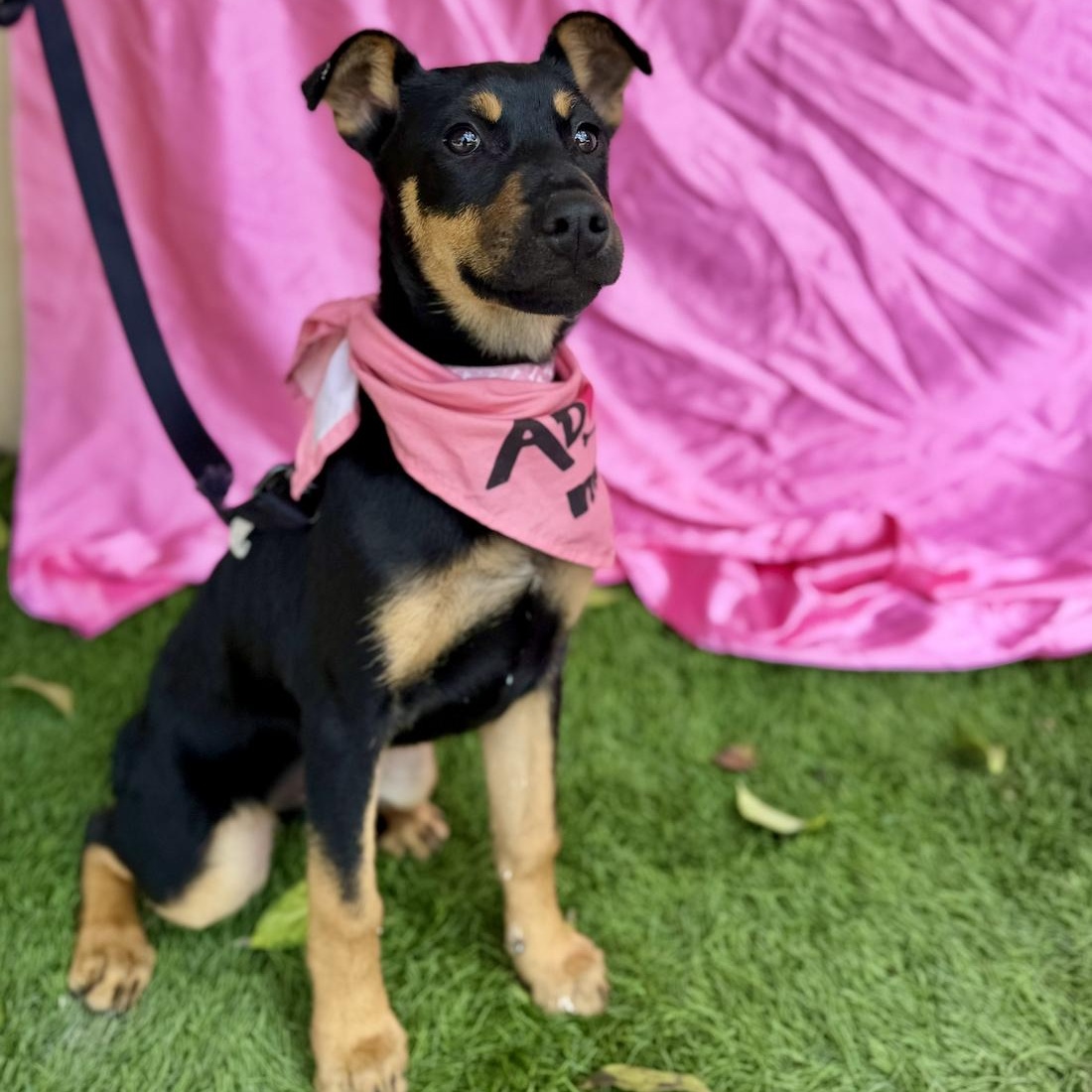 Enlarge STAR, a ADOPTABLE mixed breed in Rowland Heights, CA image 2/6