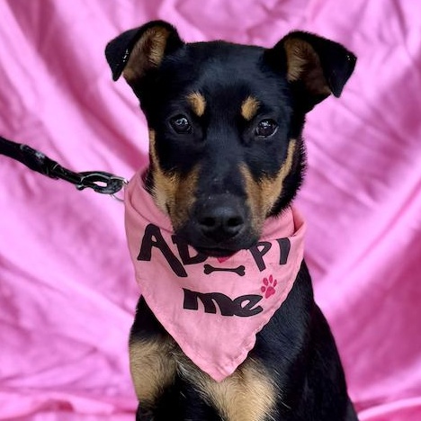 STAR, ADOPTABLE, Puppy Female Doberman Pinscher.