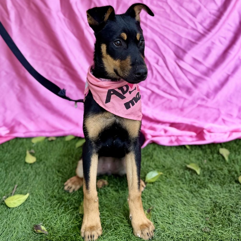 Enlarge STAR, a ADOPTABLE mixed breed in Rowland Heights, CA image 3/6