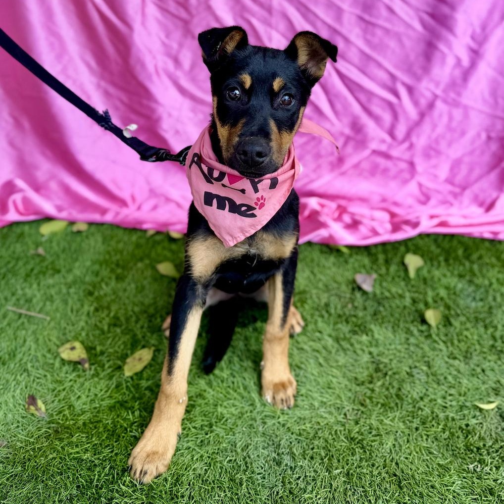 Enlarge STAR, a ADOPTABLE mixed breed in Rowland Heights, CA image 5/6