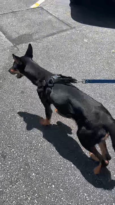 Enlarge STAR, a ADOPTABLE mixed breed in Rowland Heights, CA video 5/5