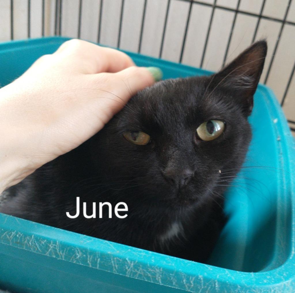 June, Adoptable, Adult Female Domestic Short Hair.