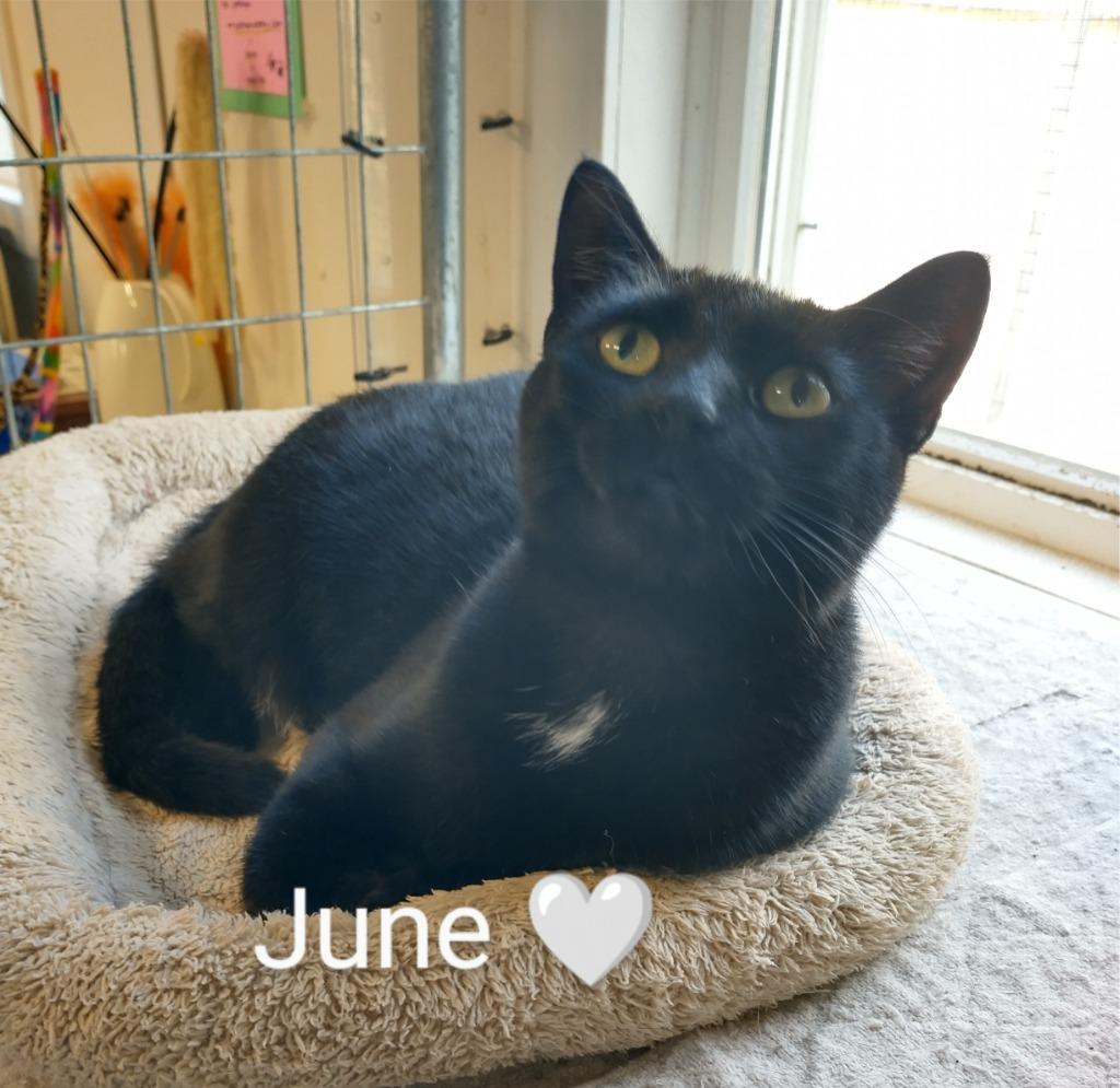 June, Adoptable, Adult Female Domestic Short Hair.