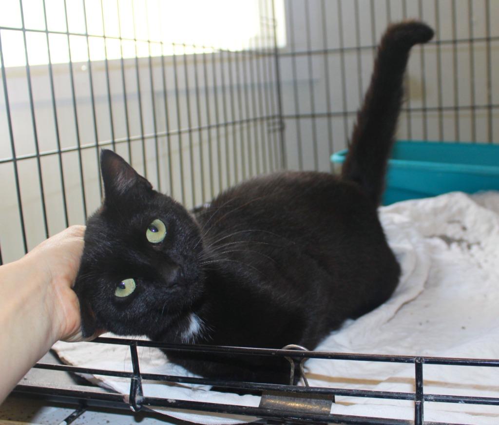 June, Adoptable, Adult Female Domestic Short Hair.