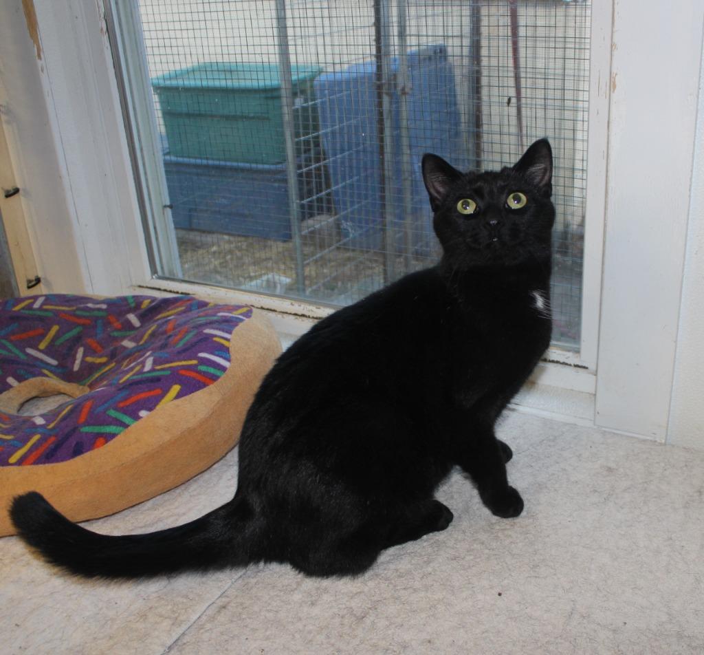 Enlarge June, a Adoptable mixed breed in Saint James, MN image 2/5