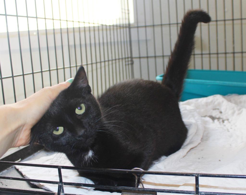 Enlarge June, a Adoptable mixed breed in Saint James, MN image 4/5