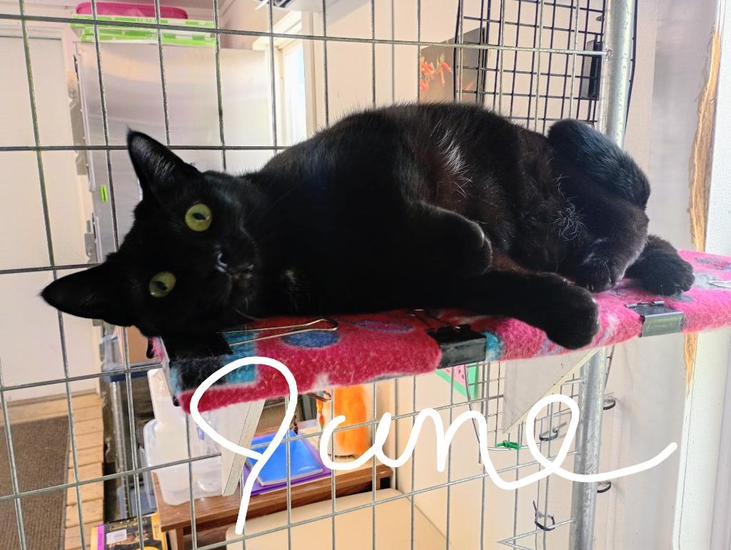 June, a Adoptable mixed breed in Saint James, MN image 5/5