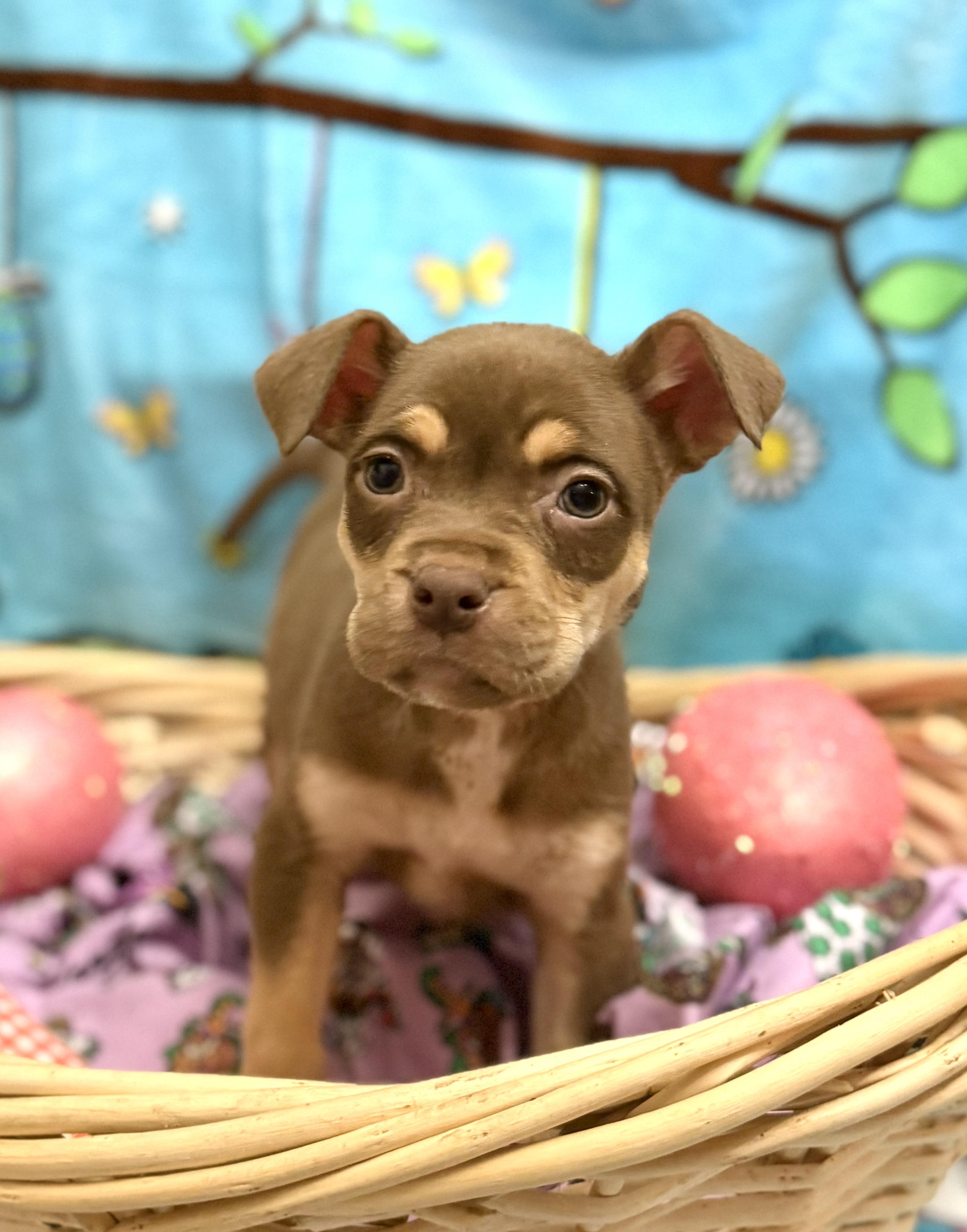 Enlarge Dandy, a ADOPTABLE mixed breed in Hesperia, CA image 2/3