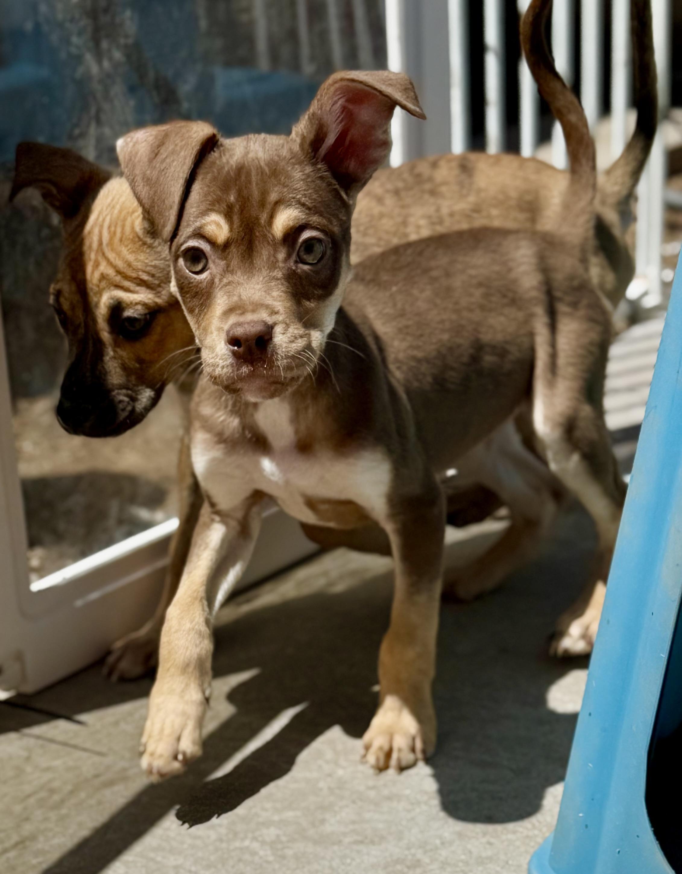 Enlarge Dandy, a ADOPTABLE mixed breed in Hesperia, CA image 1/3