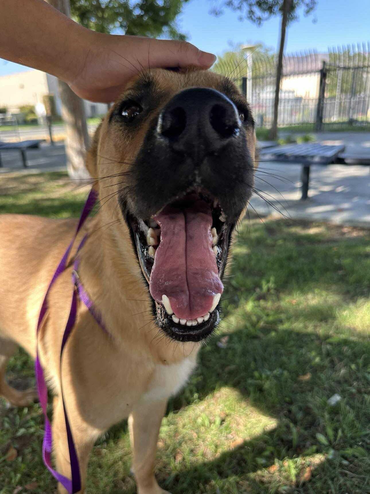 Scout, a Adoptable mixed breed in Cedar falls, IA image 5/6