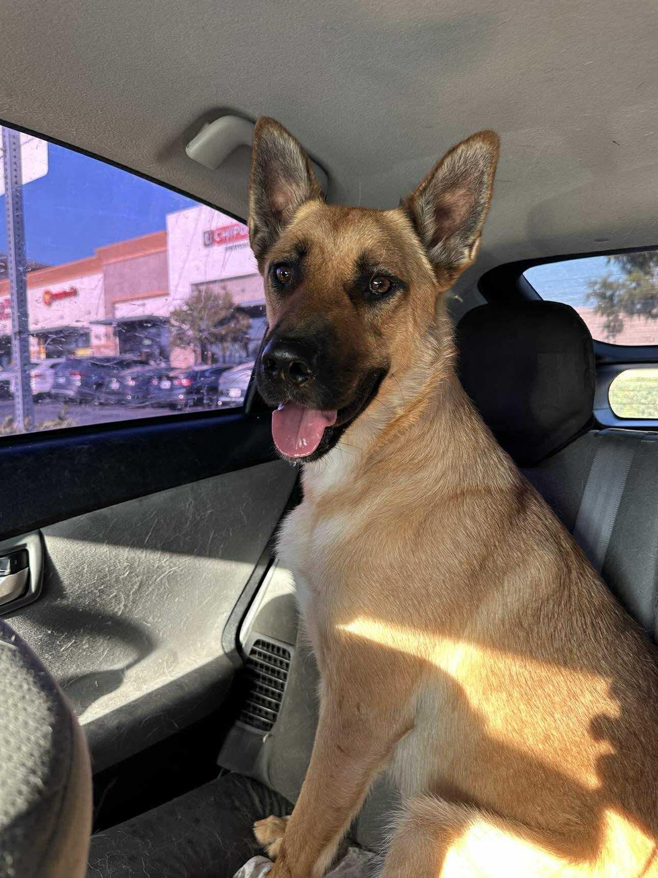 Scout, a Adoptable mixed breed in Cedar falls, IA image 3/6