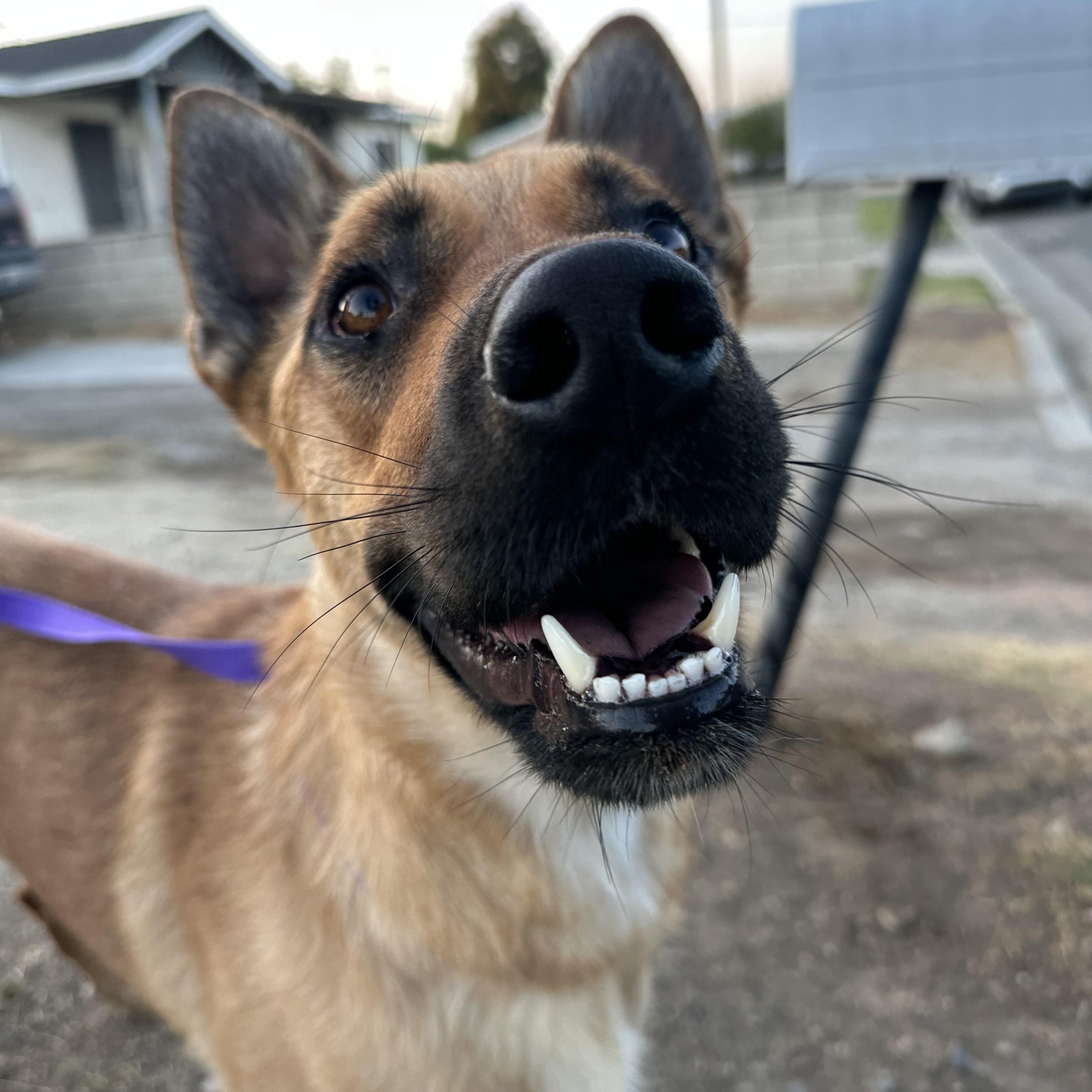Scout, a Adoptable mixed breed in Cedar falls, IA image 2/6