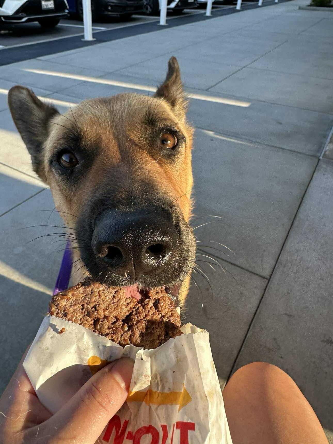 Scout, a Adoptable mixed breed in Cedar falls, IA image 4/6